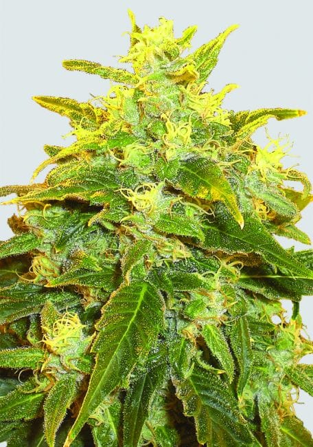 Pure Power Plant Regular Seeds - 10-NV-PPP-REG