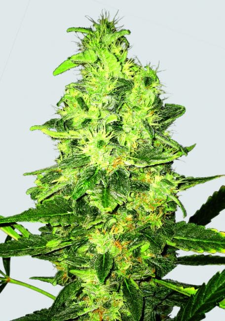 Super Skunk Regular Seeds - 10-NV-SS-REG