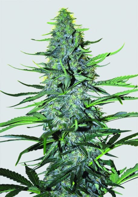 White Widow Regular Seeds - 10-NV-WW-REG