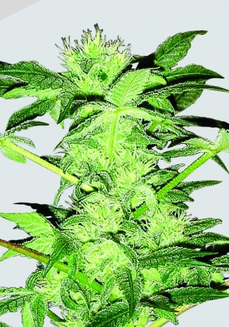 Chrystal Regular Seeds - 10-NV-CHRYS-REG