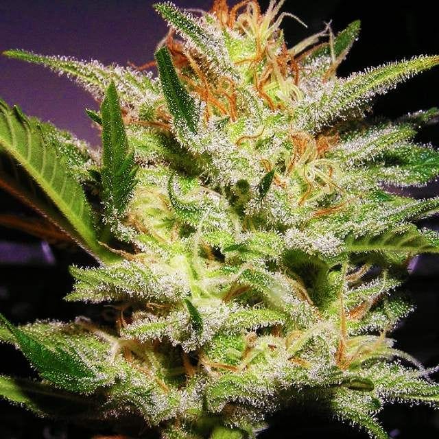 Amnesia Haze Regular Seeds - 10 (formerly Haze #1)-NV-HAZ-1-REG