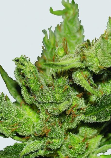 Amnesia Haze Regular Seeds - 10 (formerly Haze #1)-NV-HAZ-1-REG