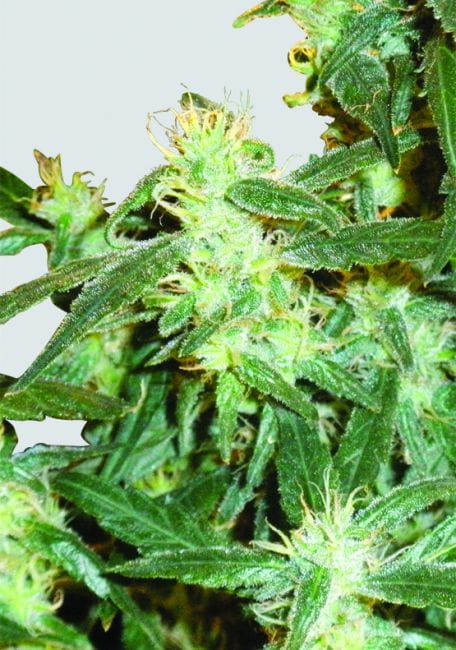 Lemon OG Haze Feminised Seeds - 5-NV-LOGHAZE