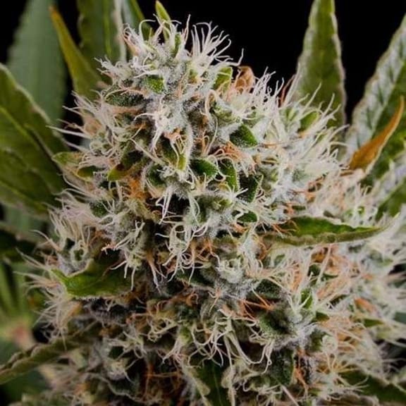 Lithium OG Kush Feminised Seeds - 5-NV-LOGKU