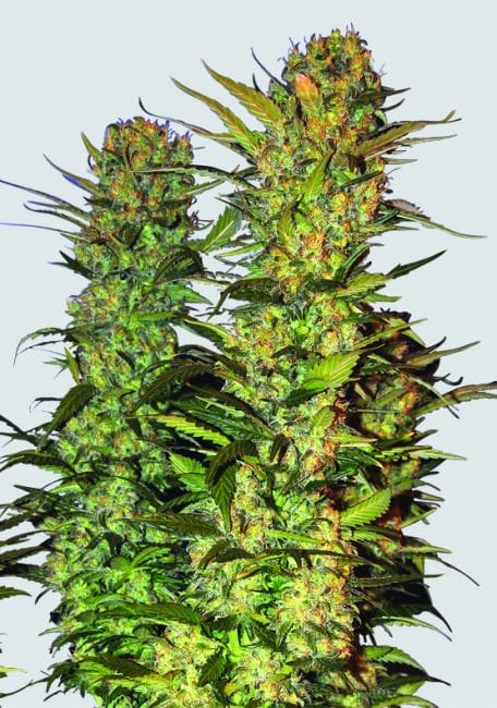 Lithium OG Kush Feminised Seeds - 5-NV-LOGKU