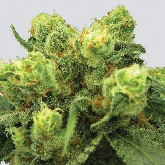 Big Bud Feminizowane Nasiona - 5-NV-P-99-BB