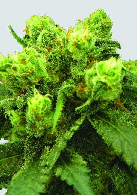 Big Bud Feminized Seeds - 5-NV-P-99-BB