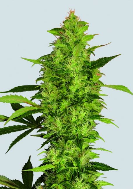 Sour Diesel Feminised Seeds - 5-NV-SSD