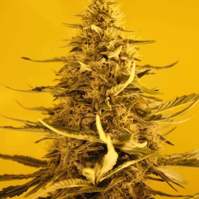 White Widow Auto Feminisiert Samen - 5-NV-WWA