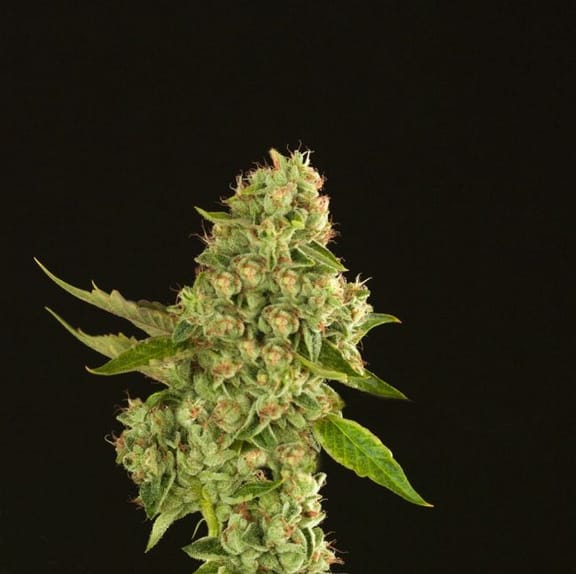 Kuchi Regular Seeds - 10-DH-KUCH-REG-10