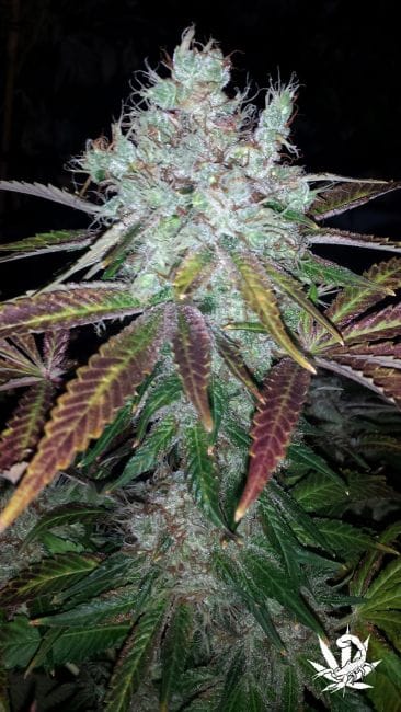 Super Lemon Jack Feminised Seeds - 5-BCBD-SCOR-SLJ-FEM-5