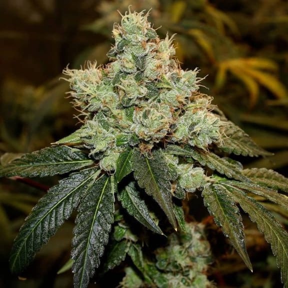 Chem Kesey Regular Seeds - 11-BODH-CHEMKES-REG