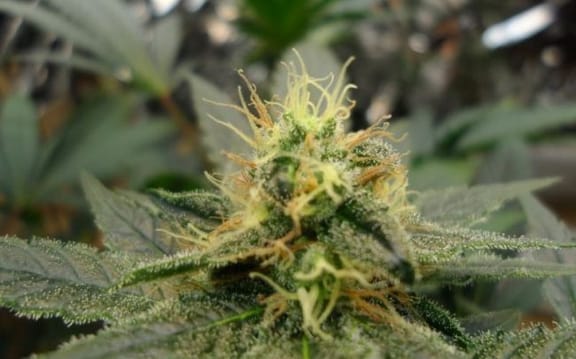 Dream Lotus Regular Seeds - 11-BODH-DRLO-REG