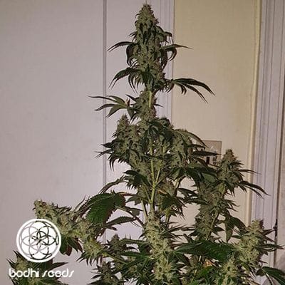 Neroli 91 Regular Seeds - 11-BODH-NER91-REG