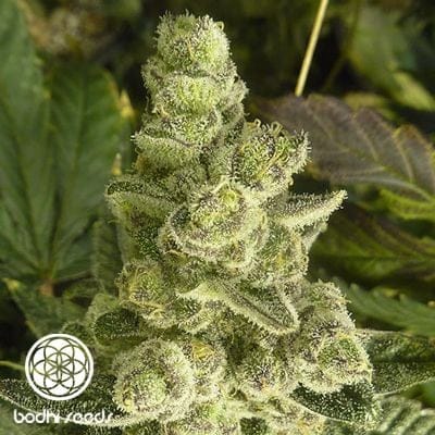 Space Cake Regular Seeds - 11-BODH-SPCAKE-REG