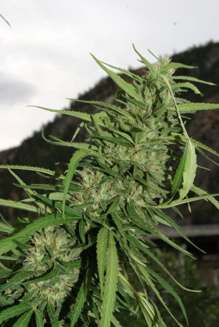 Cookie G13 Super Auto Feminised Seeds - 3-FLSH-C1G3-F3