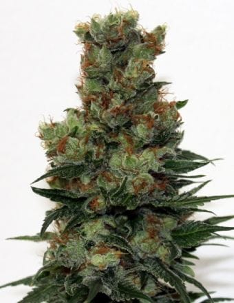 Ripper Badazz Regular Seeds - 12-RIPP-RB-REG