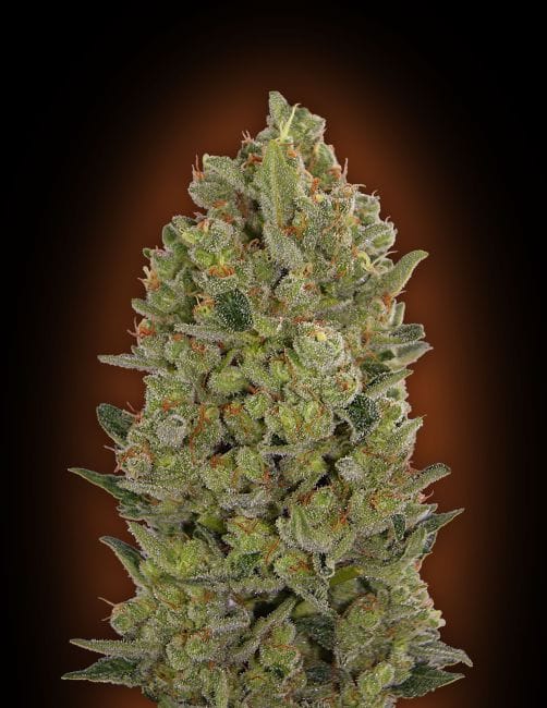 Female Collection #3 Feminised Seeds - 6-00S-FEM-MIX3