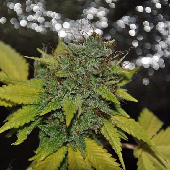 Grapefruit Diesel Feminised Seeds - 5-PF-001-F5