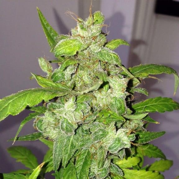 Lemon Bubble Auto Feminised Seeds - 5-PF-006-F5