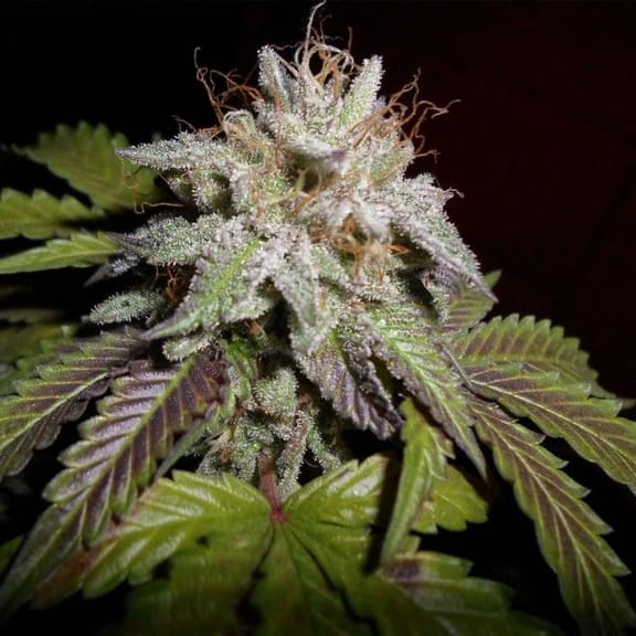 Sunset aka Sunset Sherbet Feminised Seeds - 5-PF-009-F5