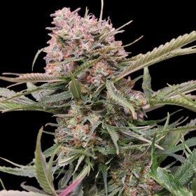 Gigabud Auto Feminised Seeds - 5-G13L-AUGBUD-FEM-5