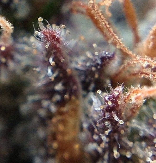 Grape Ox Regular Seeds - 12-RD-041