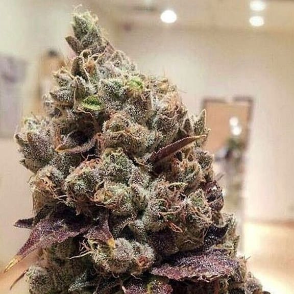 Lee Roy Regular Seeds - 12-RD-027