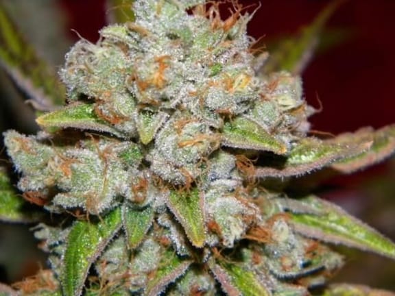 Star Killer Regular Seeds - 12-RD-028