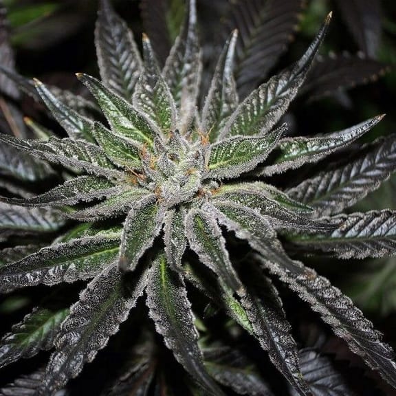 The OX Regular Seeds - 12-RD-017