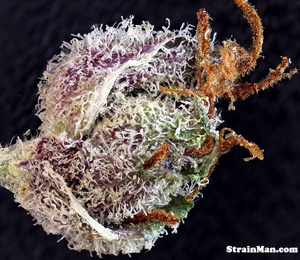 The OX Regular Seeds - 12-RD-017