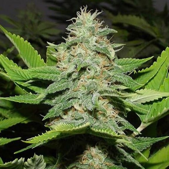 Walker Kush Regular Seeds - 12-RD-007