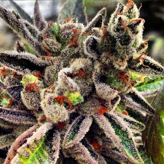 Scott's OG Feminised Seeds - 6-RD-010-F6