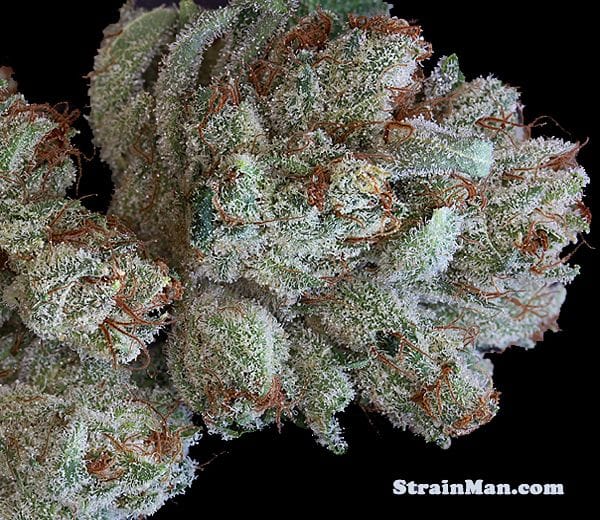 Scott's OG Feminised Seeds - 6-RD-010-F6