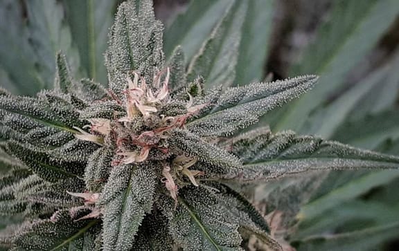 Early Sativa Regular Seeds - 10-TTS-ERLSTV-REG-10