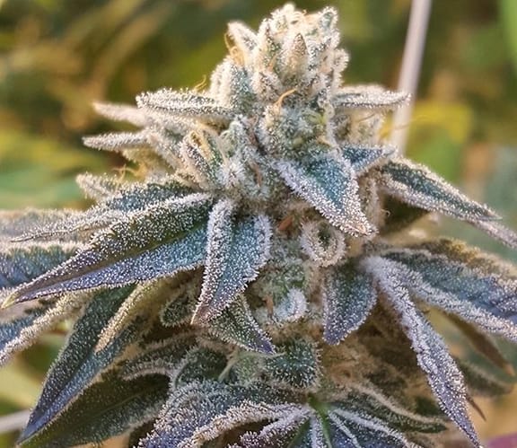 Pamelina Regular Seeds - 12-RD-050