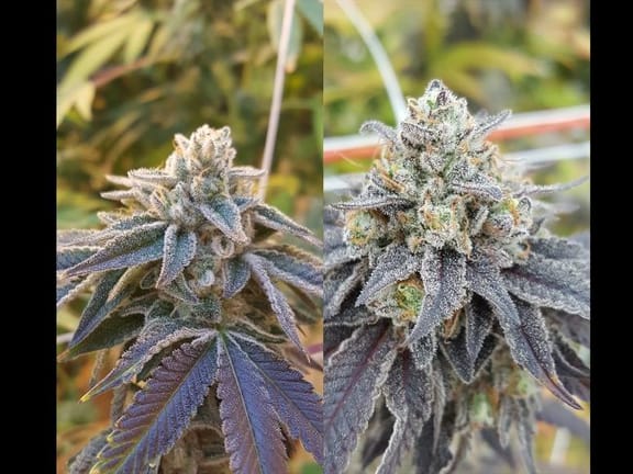 Pamelina Regular Seeds - 12-RD-050