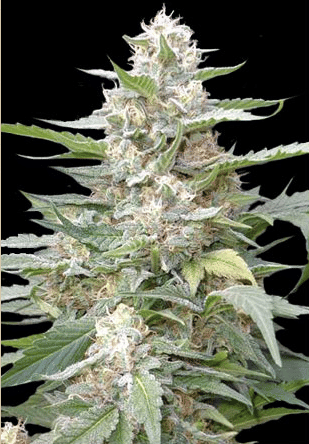 Lemon Amber Kush Feminised Seeds - 5-G13L-LAK-FEM-5