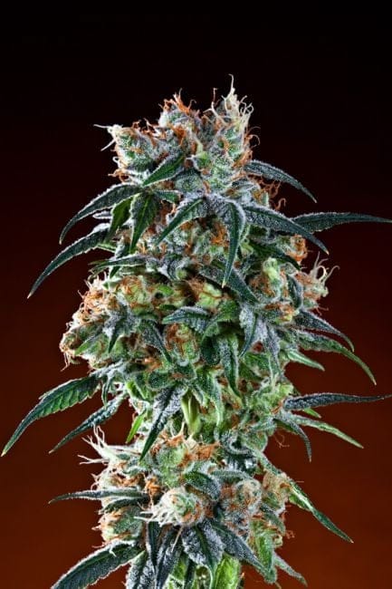 Bay 11 Feminised Seeds - 5-GDP-BAY-FEM-5