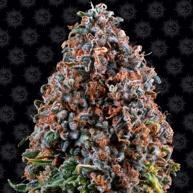 Critical Kush κανονικός σπόροι - 10-BFSCK-REG-10