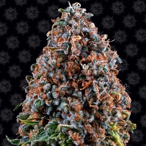 Critical Kush Regulär Samen - 10-BFSCK-REG-10
