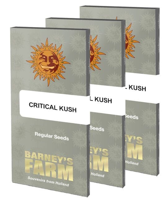 Critical Kush κανονικός σπόροι - 10-BFSCK-REG-10