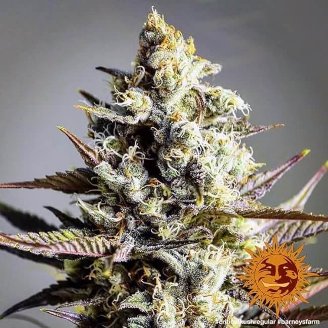 Critical Kush κανονικός σπόροι - 10-BFSCK-REG-10