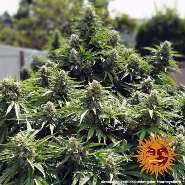 Critical Kush κανονικός σπόροι - 10-BFSCK-REG-10