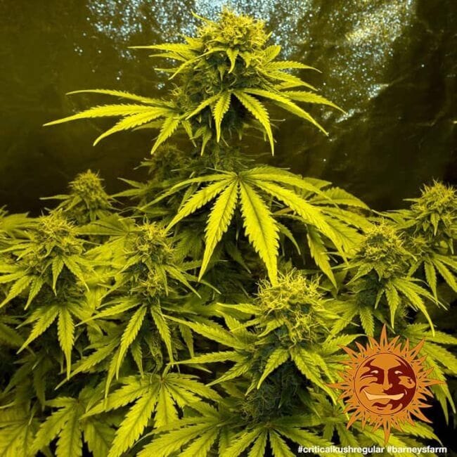 Critical Kush κανονικός σπόροι - 10-BFSCK-REG-10