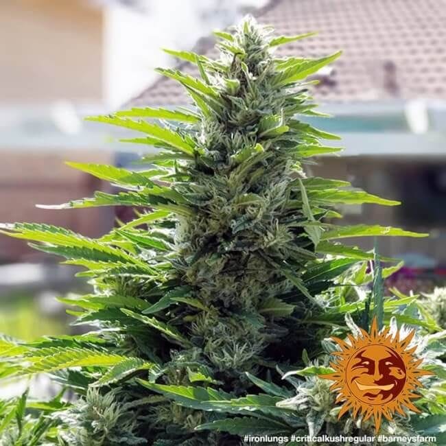 Critical Kush κανονικός σπόροι - 10-BFSCK-REG-10