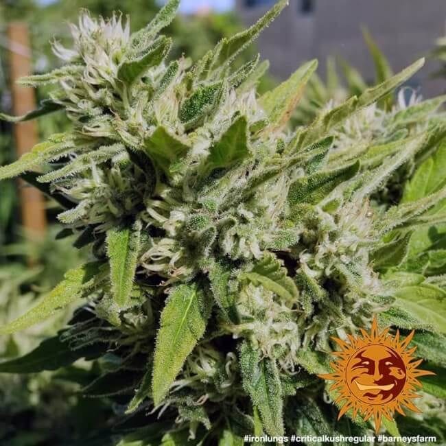 Critical Kush κανονικός σπόροι - 10-BFSCK-REG-10