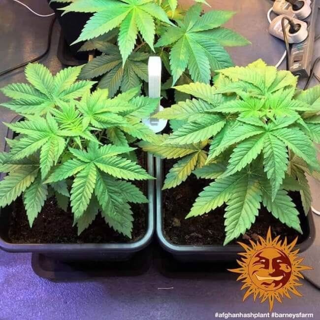 Afghan Hash Plant Regular Seeds - 10-BFSAHP-REG-10