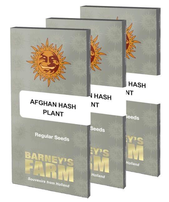 Afghan Hash Plant Regular Seeds - 10-BFSAHP-REG-10