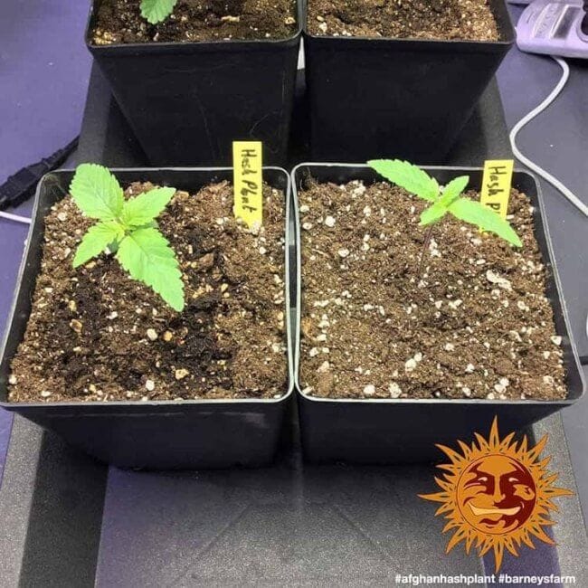 Afghan Hash Plant Regular Seeds - 10-BFSAHP-REG-10